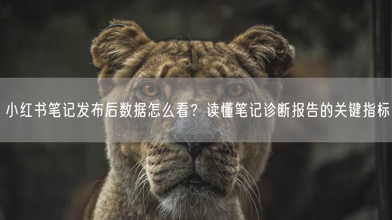 小红书笔记发布后数据怎么看？读懂笔记诊断报告的关键指标