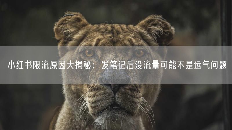 小红书限流原因大揭秘：发笔记后没流量可能不是运气问题